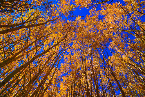 Skyline of Aspens – No. 1075 © Doug Tomlinson Photography Doug Tomlinson photography