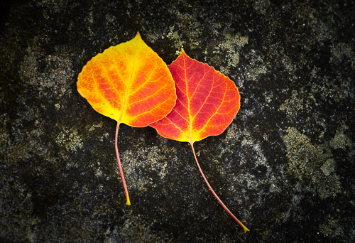 Yellow & Red Aspen Leaves © Doug Tomlinson Photography Doug Tomlinson photography